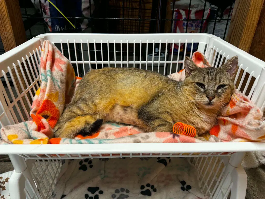 Abby The Tabby - American Shorthair
