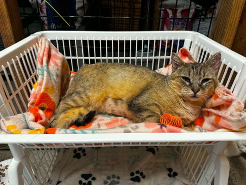 picture of the cat needing adoption