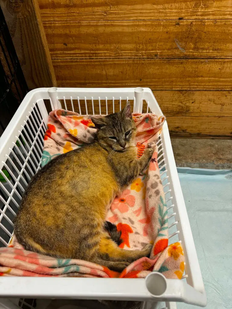 Abby The Tabby image 2