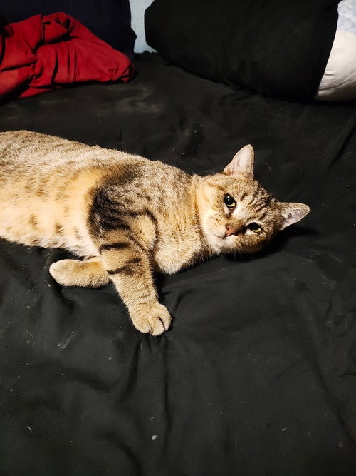 Abby the Tabby, a cat for adoption from Amsterdam Kitten Adoption, Inc.