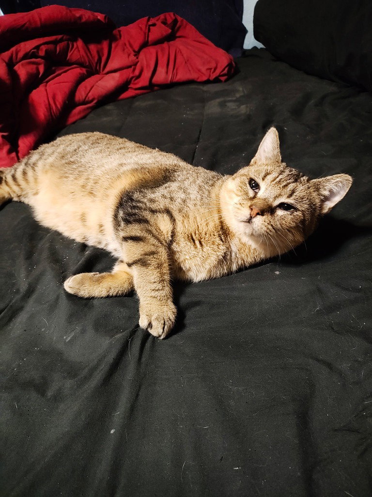 Abby the Tabby, photo 2