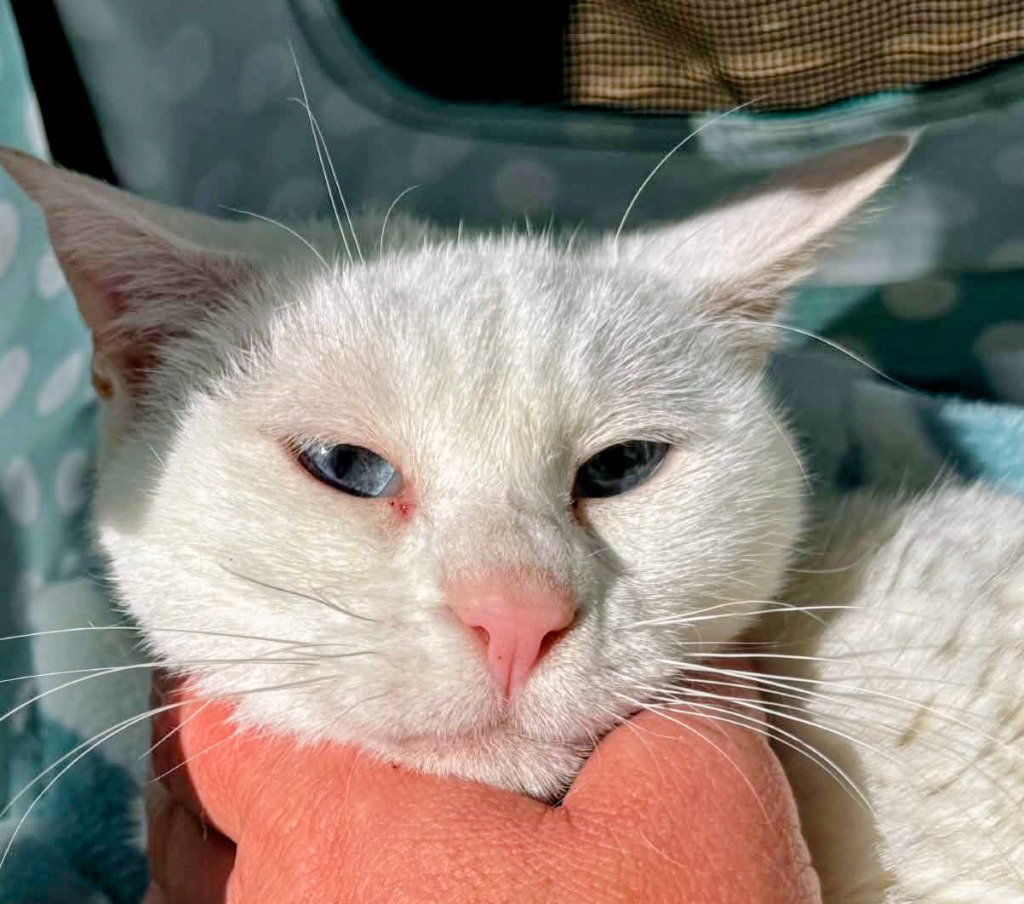 Cosmo, cat