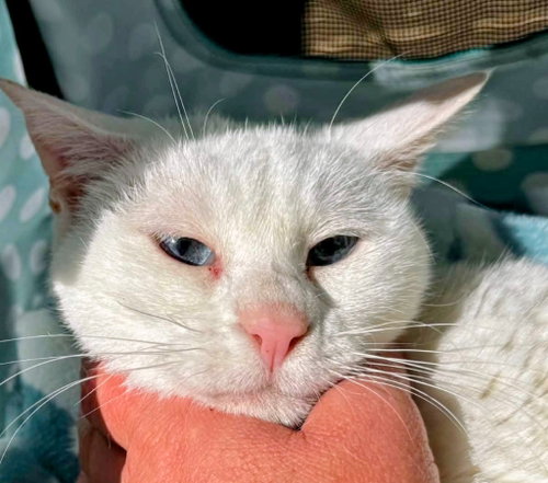 Cosmo, a cat for adoption from Amsterdam Kitten Adoption, Inc.