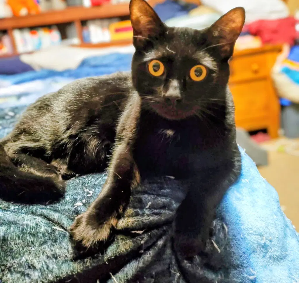 Gregory - American Shorthair