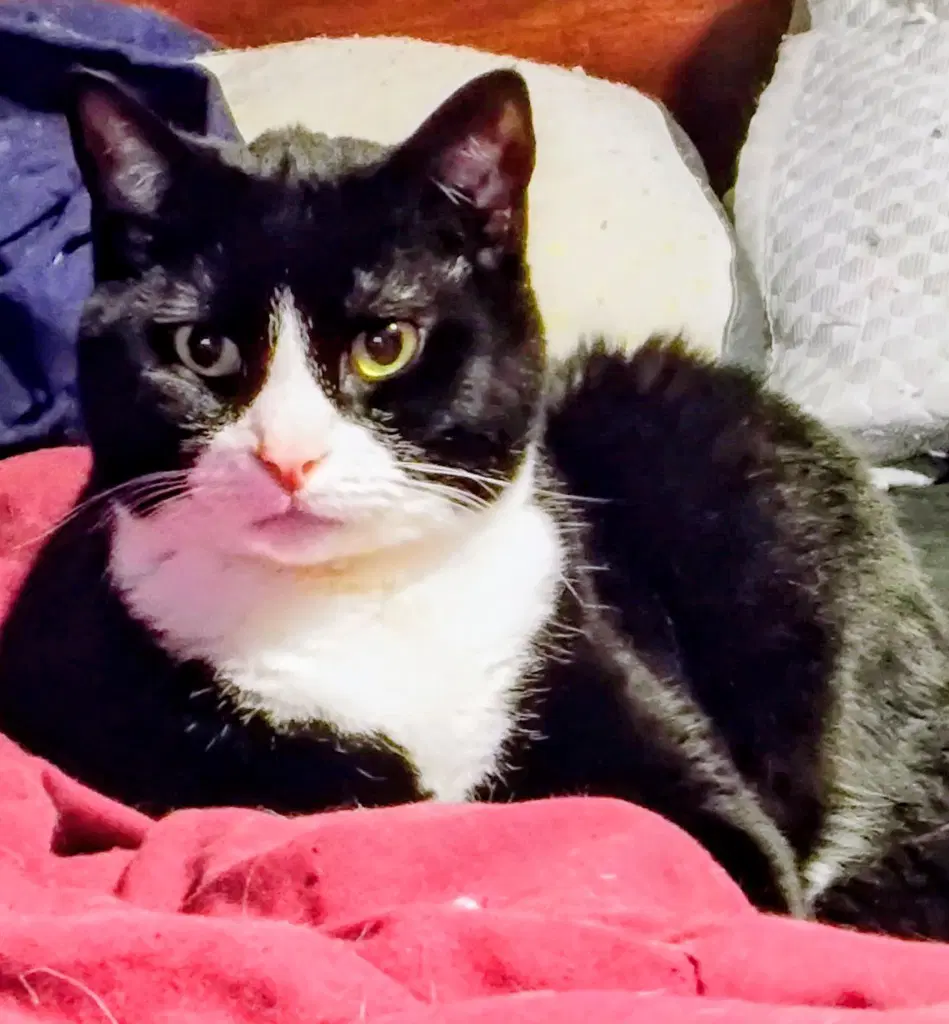Lloyd - American Shorthair
