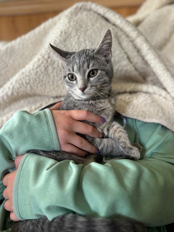 Gracie