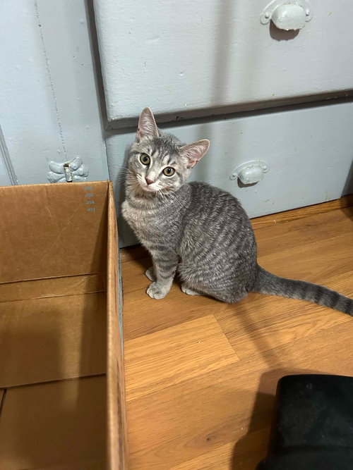 picture of the cat needing adoption