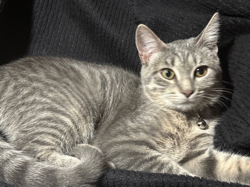 Gracie, photo 2