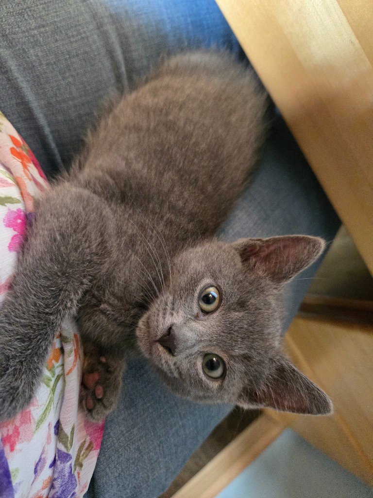 Janey, cat