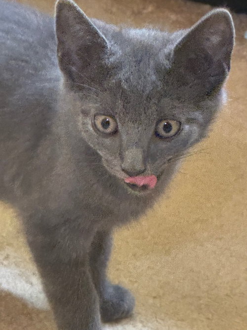 picture of the cat needing adoption
