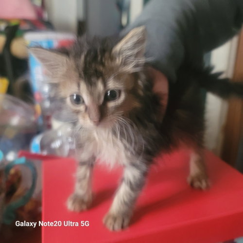 picture of the cat needing adoption