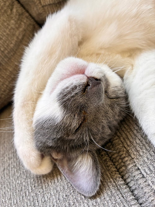 picture of the cat needing adoption