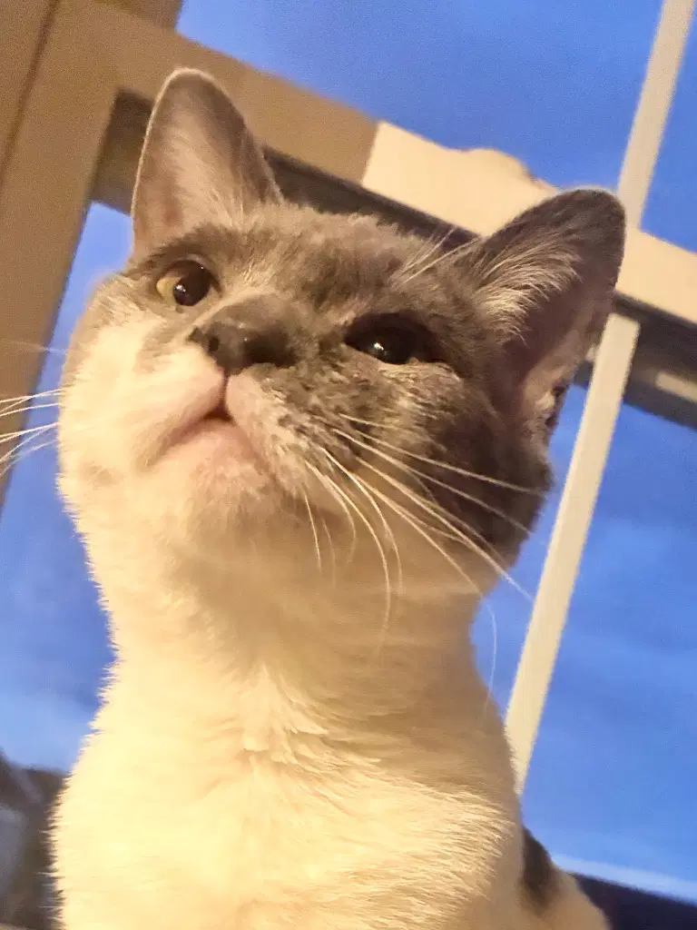 Blue - American Shorthair