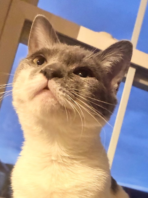 picture of the cat needing adoption