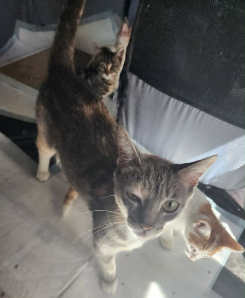 picture of the cat needing adoption