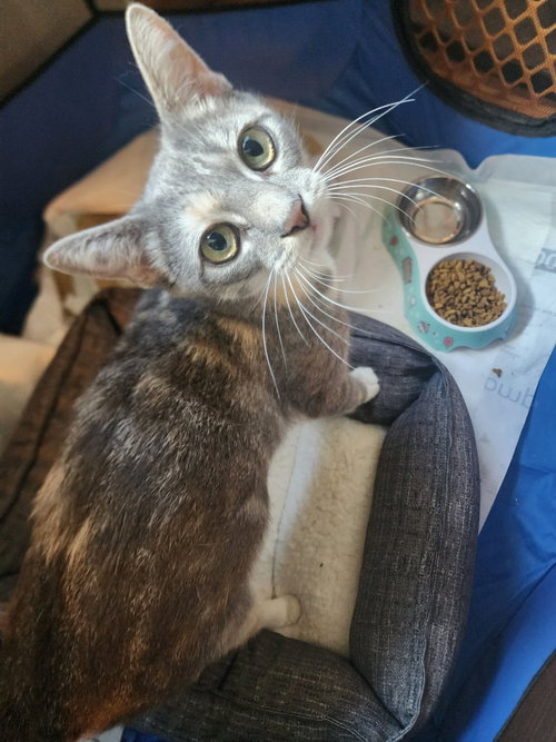 Eleanor, a cat for adoption from Amsterdam Kitten Adoption, Inc.
