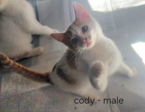 picture of the cat needing adoption