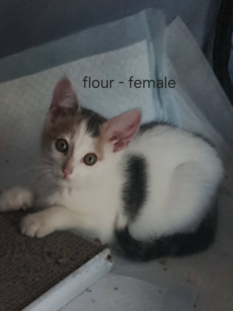 Flour, cat