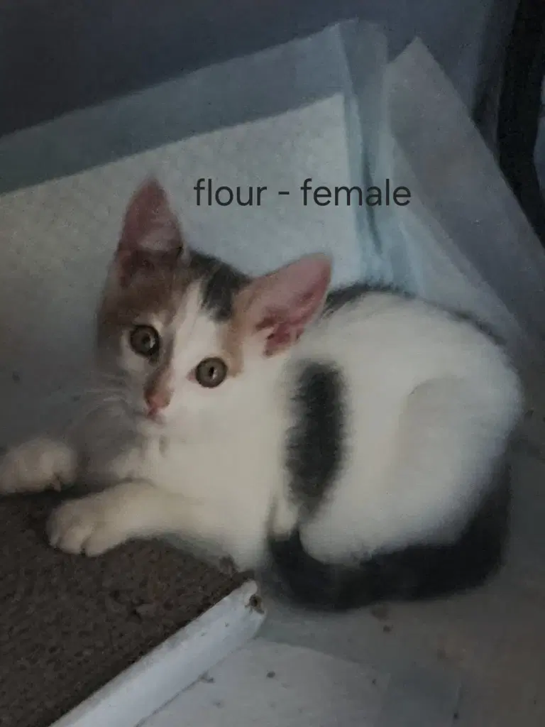 Flour - American Shorthair