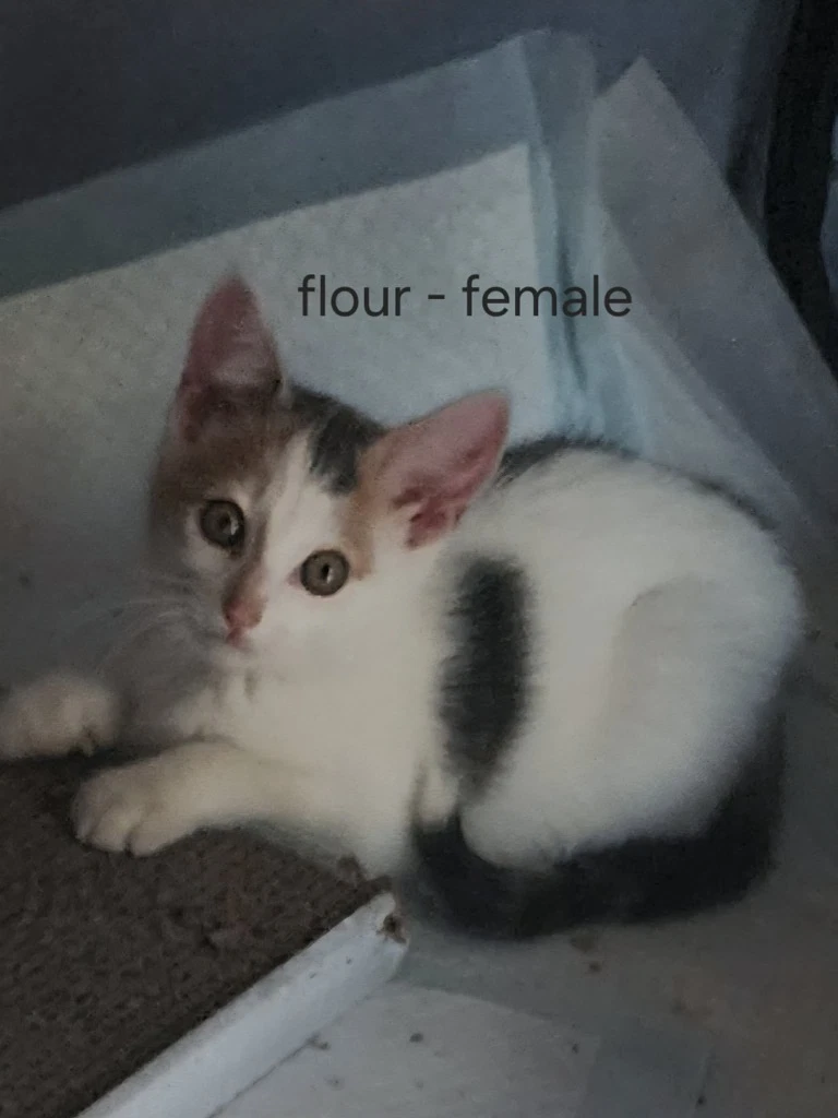 Flour