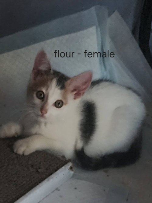 picture of the cat needing adoption