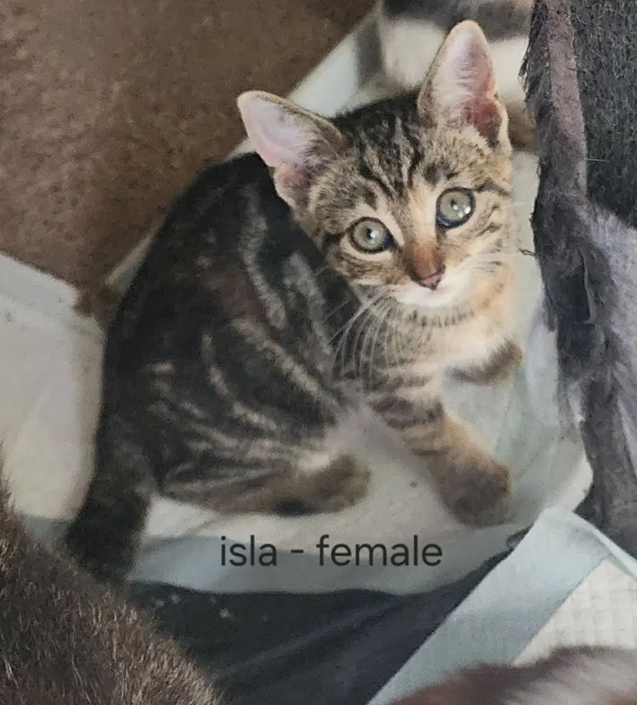 Isla - American Shorthair