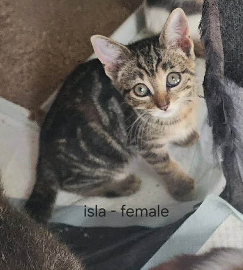 picture of the cat needing adoption