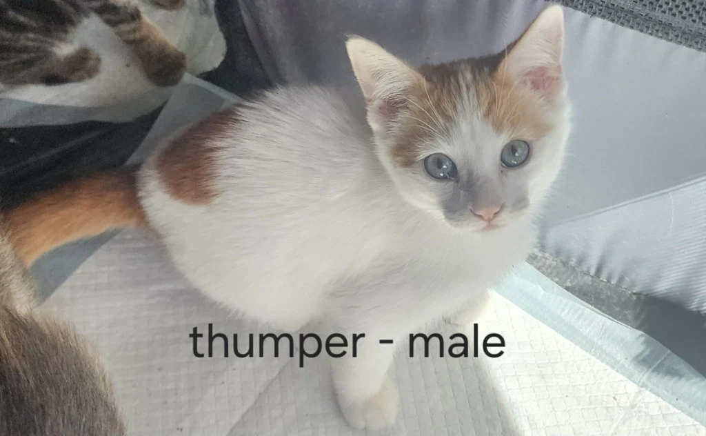 Thumper