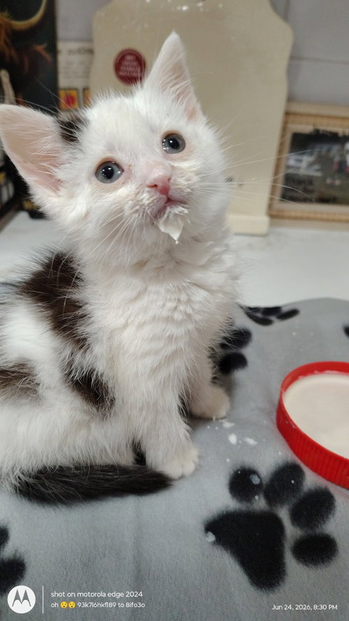 picture of the cat needing adoption