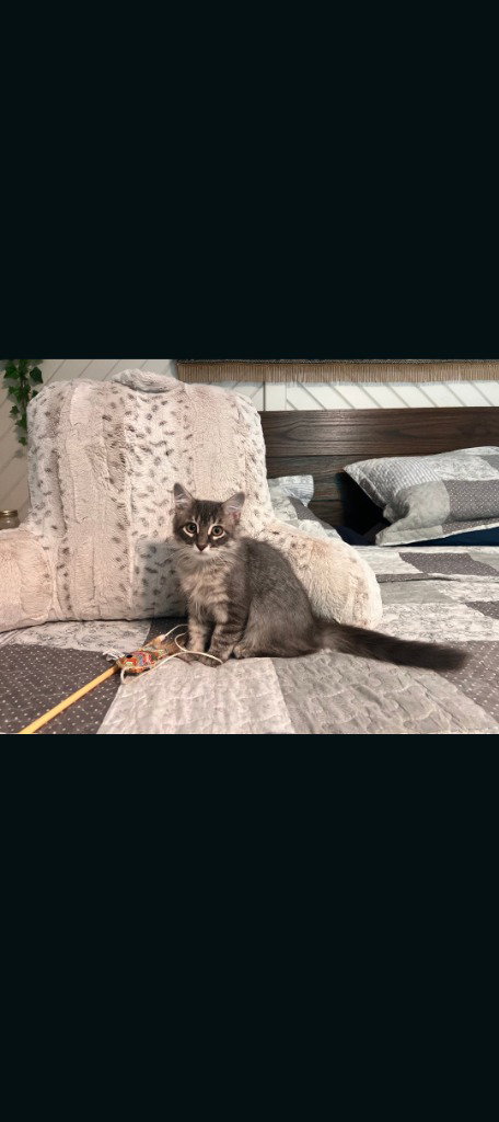 picture of the cat needing adoption