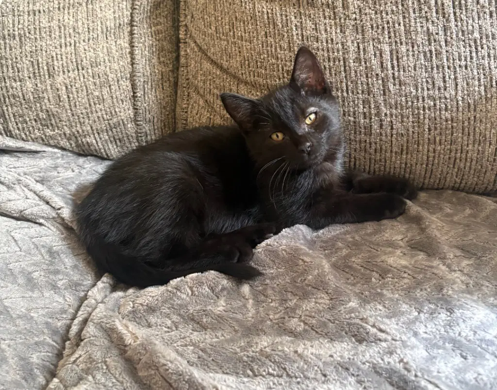 Stevie - American Shorthair