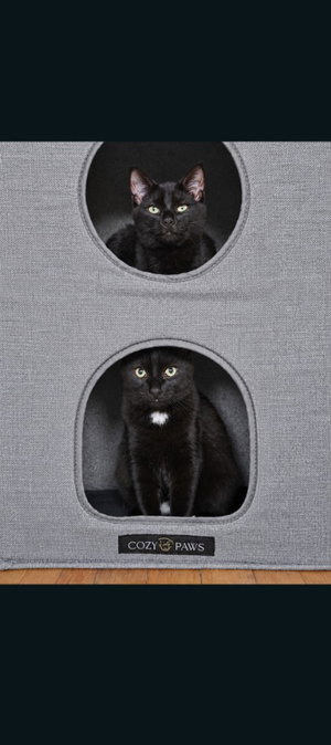 Stevie, a male American Shorthair kitten up for adoption