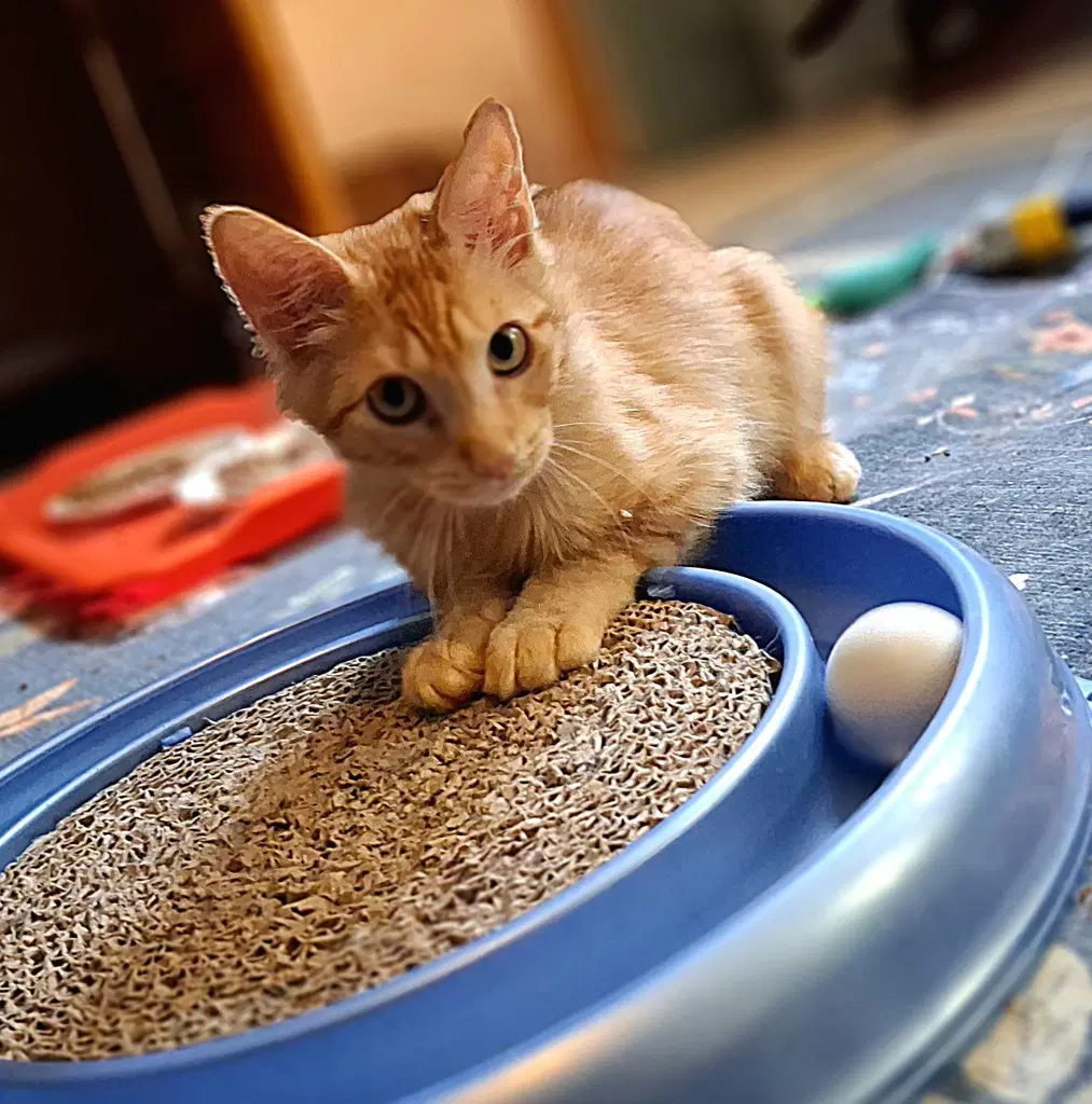 Azriel - American Shorthair