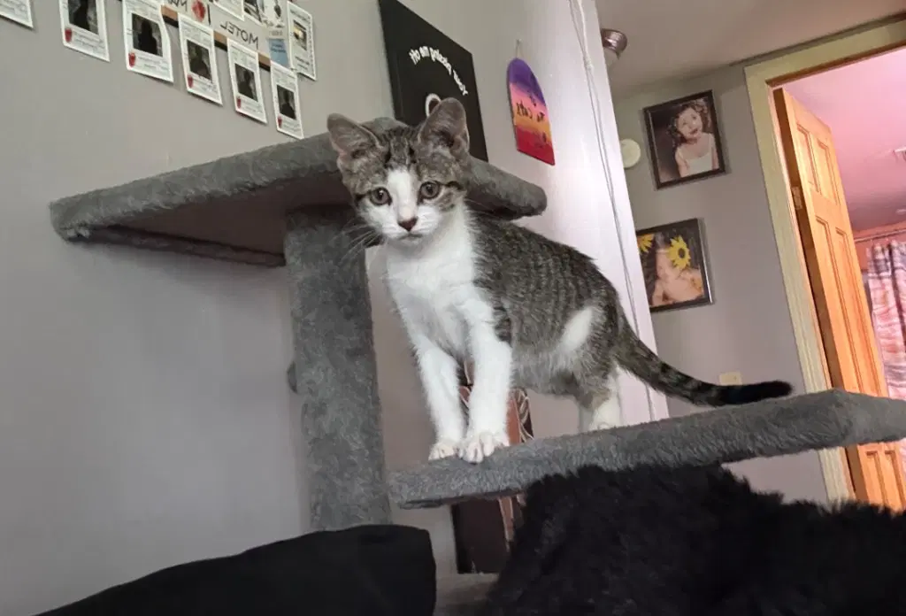 Tristen - American Shorthair