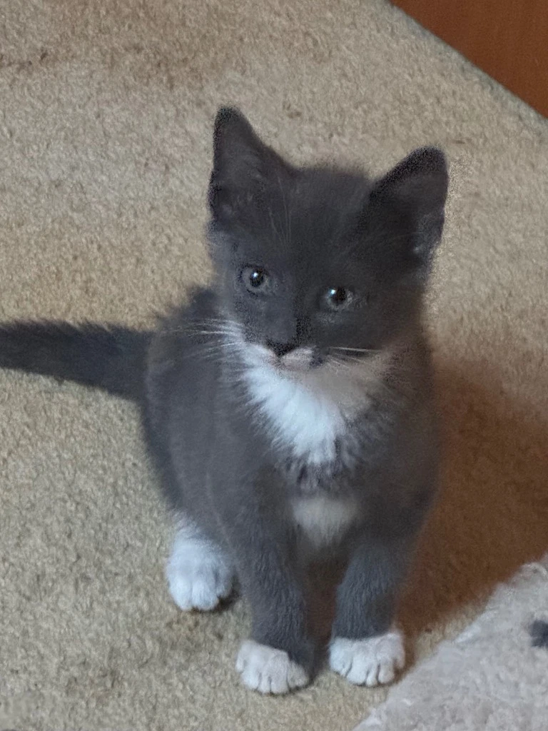 Linus