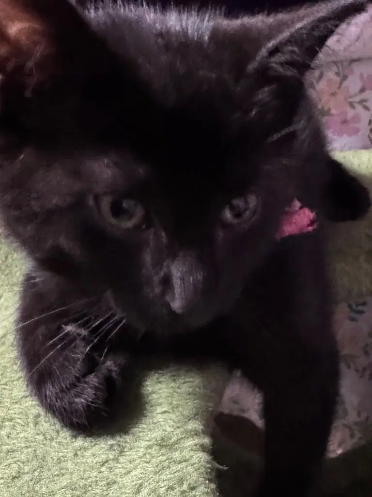Salem - American Shorthair