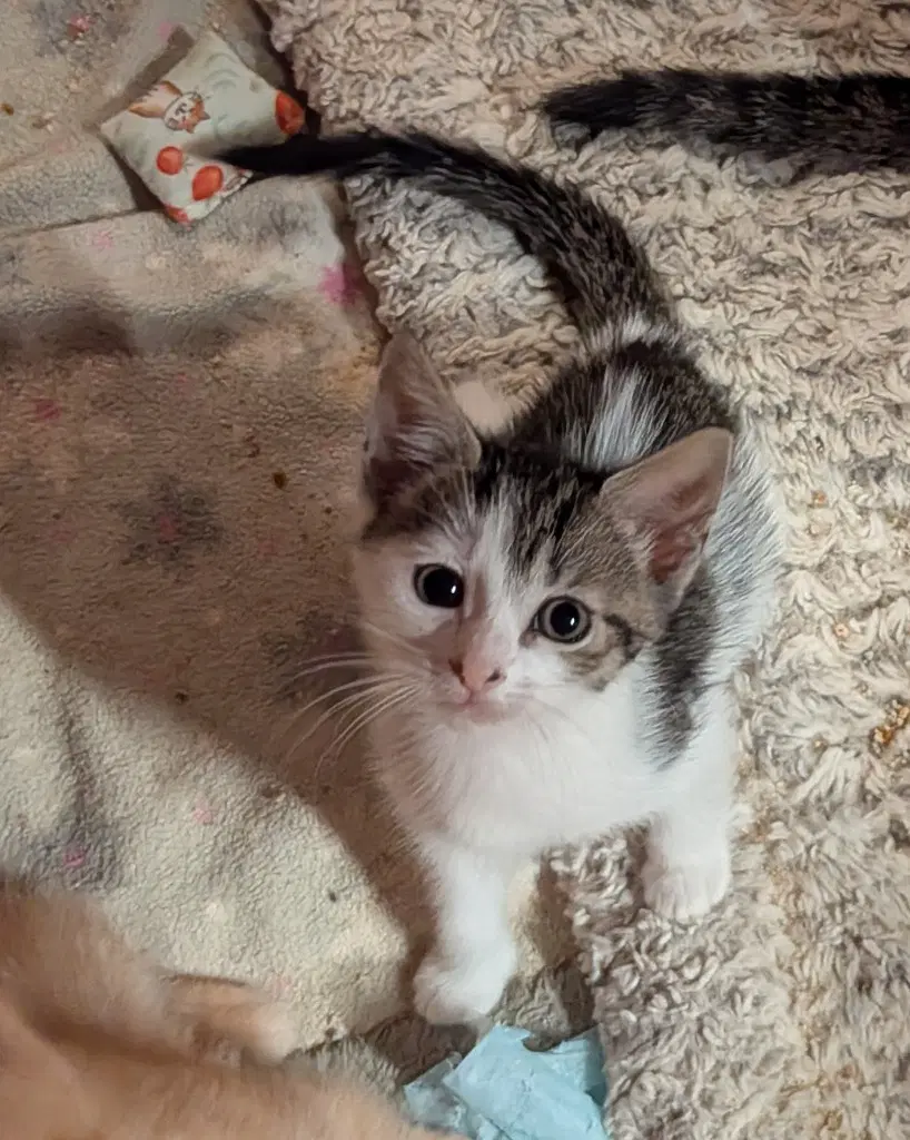 Petite Four - American Shorthair