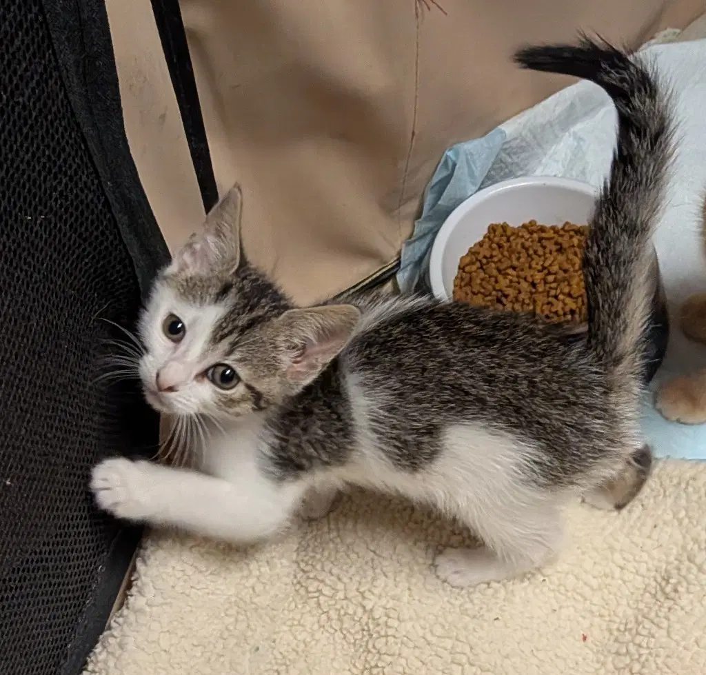 Petite Four - American Shorthair