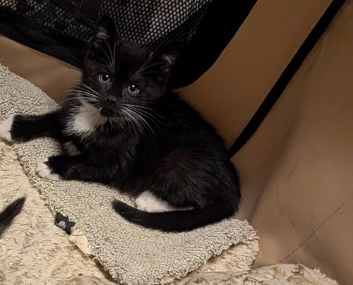 Chausson, a cat for adoption from Amsterdam Kitten Adoption, Inc.