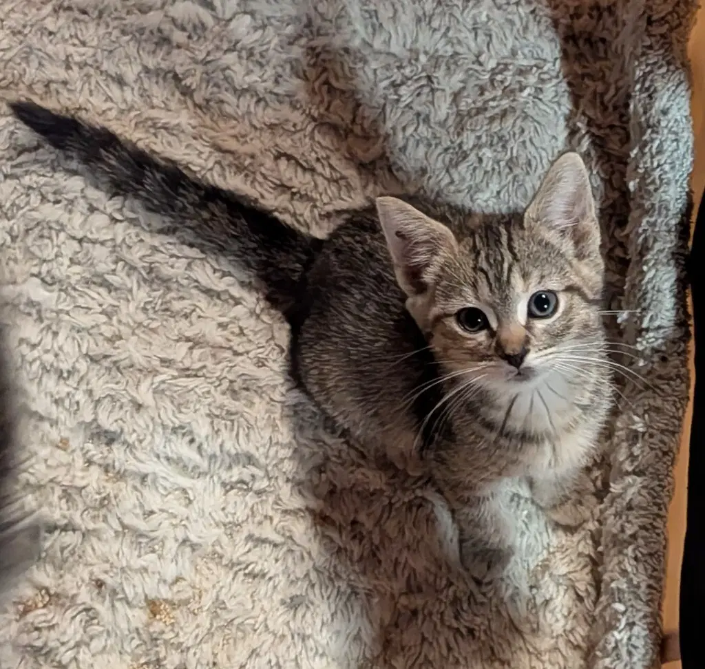Tarte Tatin - American Shorthair
