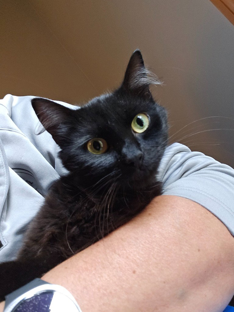 Maleficent, cat — photo 1 of 2