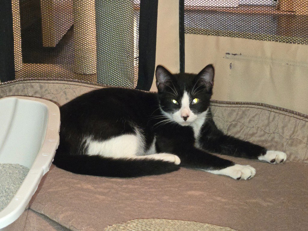 Borra, cat — photo 1 of 2
