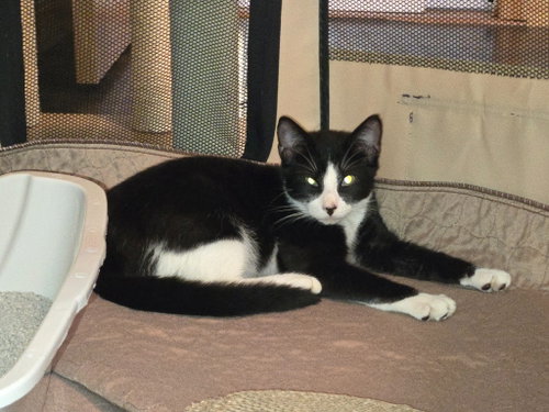 Borra, a cat for adoption from Amsterdam Kitten Adoption, Inc.