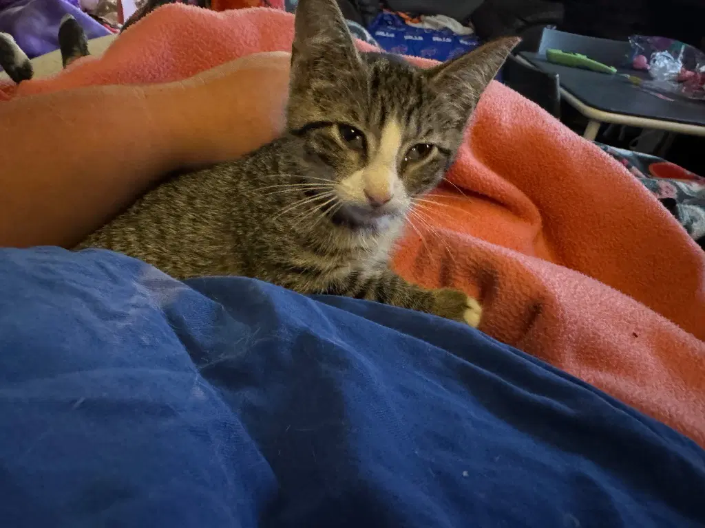 Garbanzo - American Shorthair