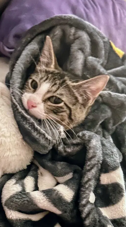 Garbanzo - American Shorthair