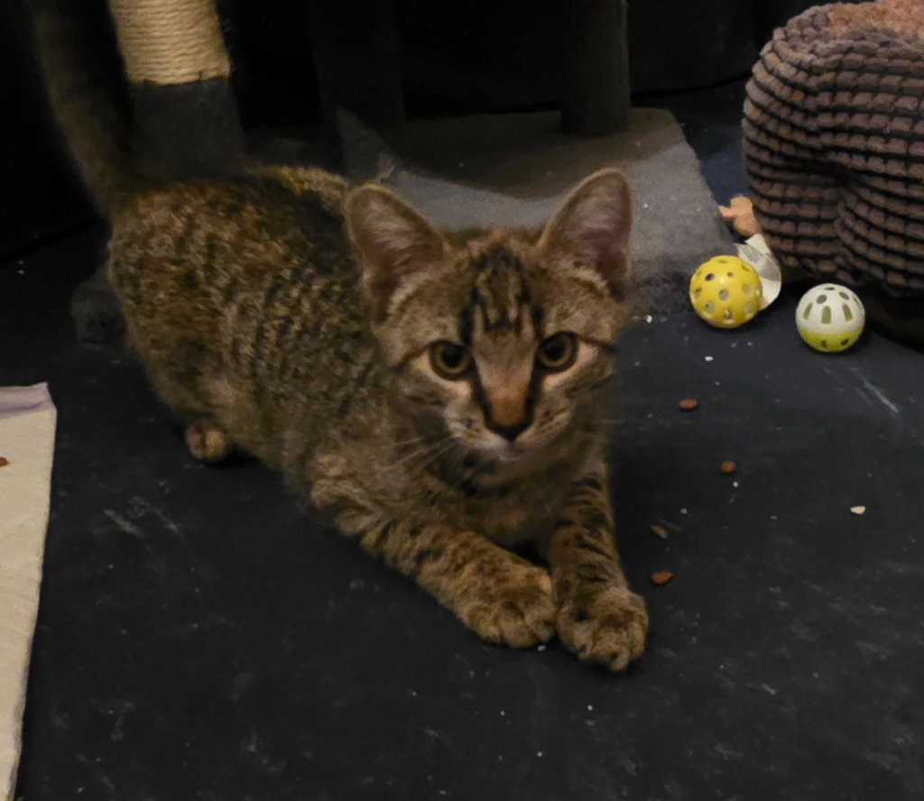 G3, cat — photo 1 of 2