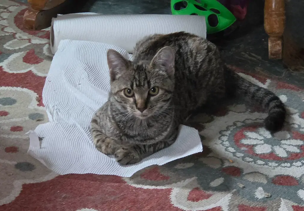 Unknown - American Shorthair