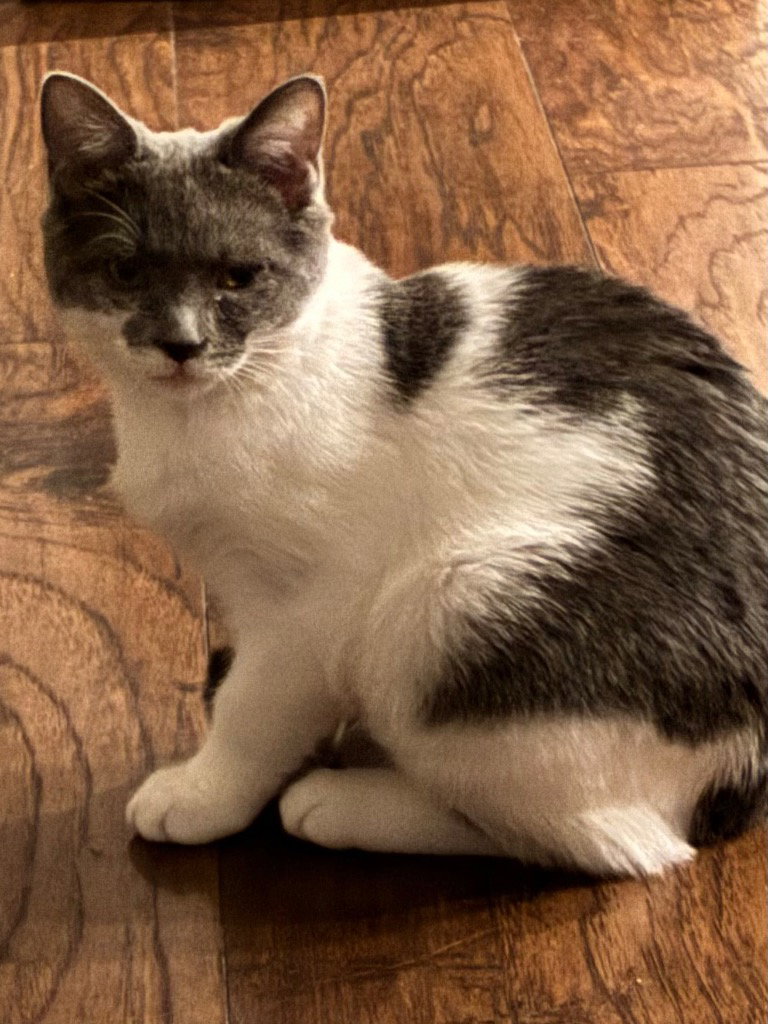 Blue, cat — photo 1 of 4