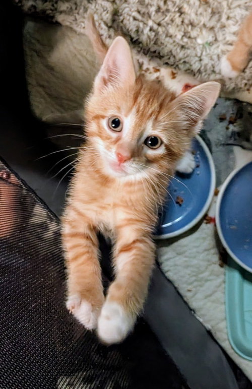 Braxton, a cat for adoption from Amsterdam Kitten Adoption, Inc.