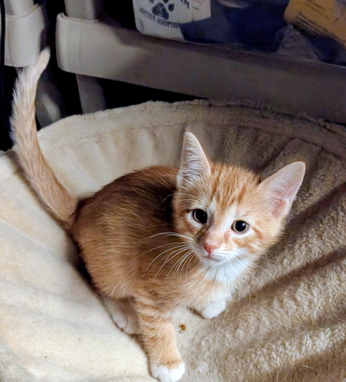 Brennan, a cat for adoption from Amsterdam Kitten Adoption, Inc.